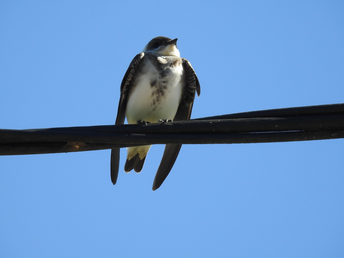 Brown-chested Martin - ML642379722