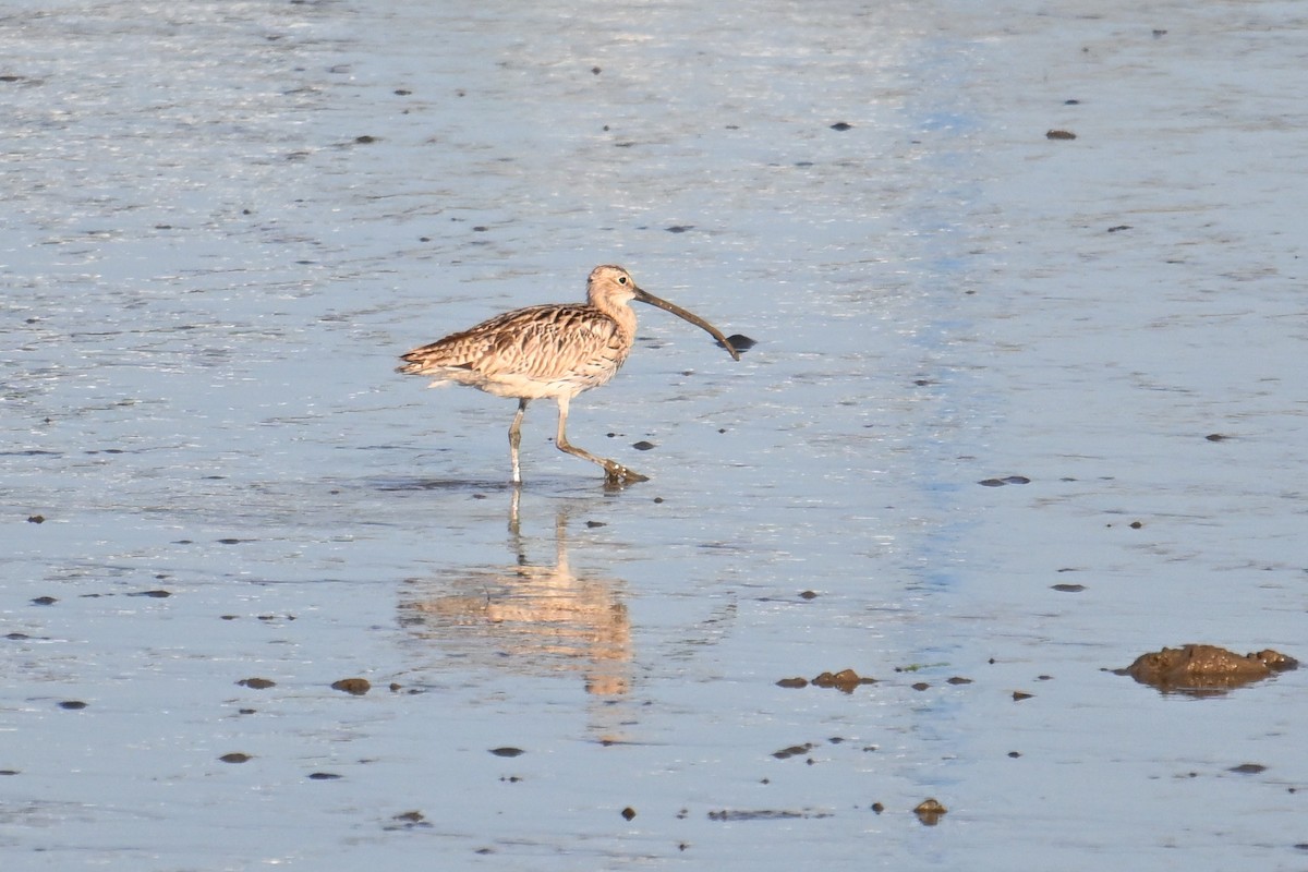 Far Eastern Curlew - ML642379723