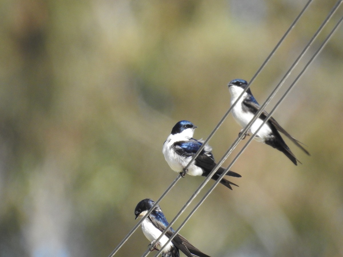 Blue-and-white Swallow - ML642379728