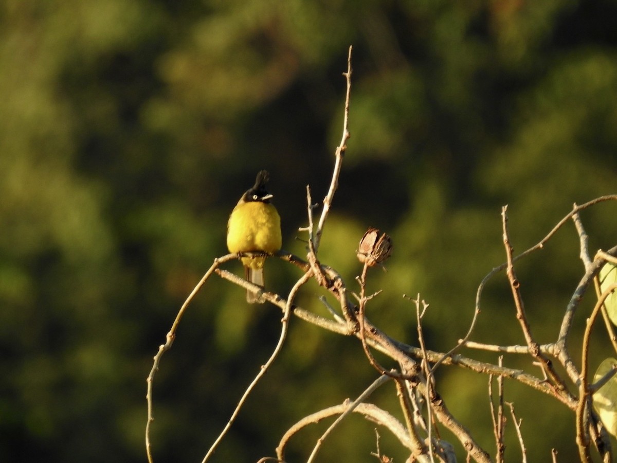 Black-crested Bulbul - ML642379731