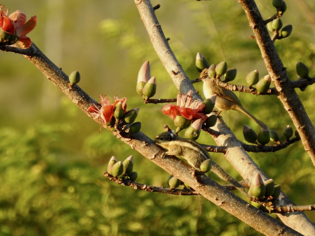 Streak-eared Bulbul - ML642379736