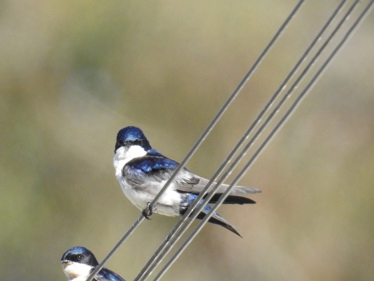 Blue-and-white Swallow - ML642379737