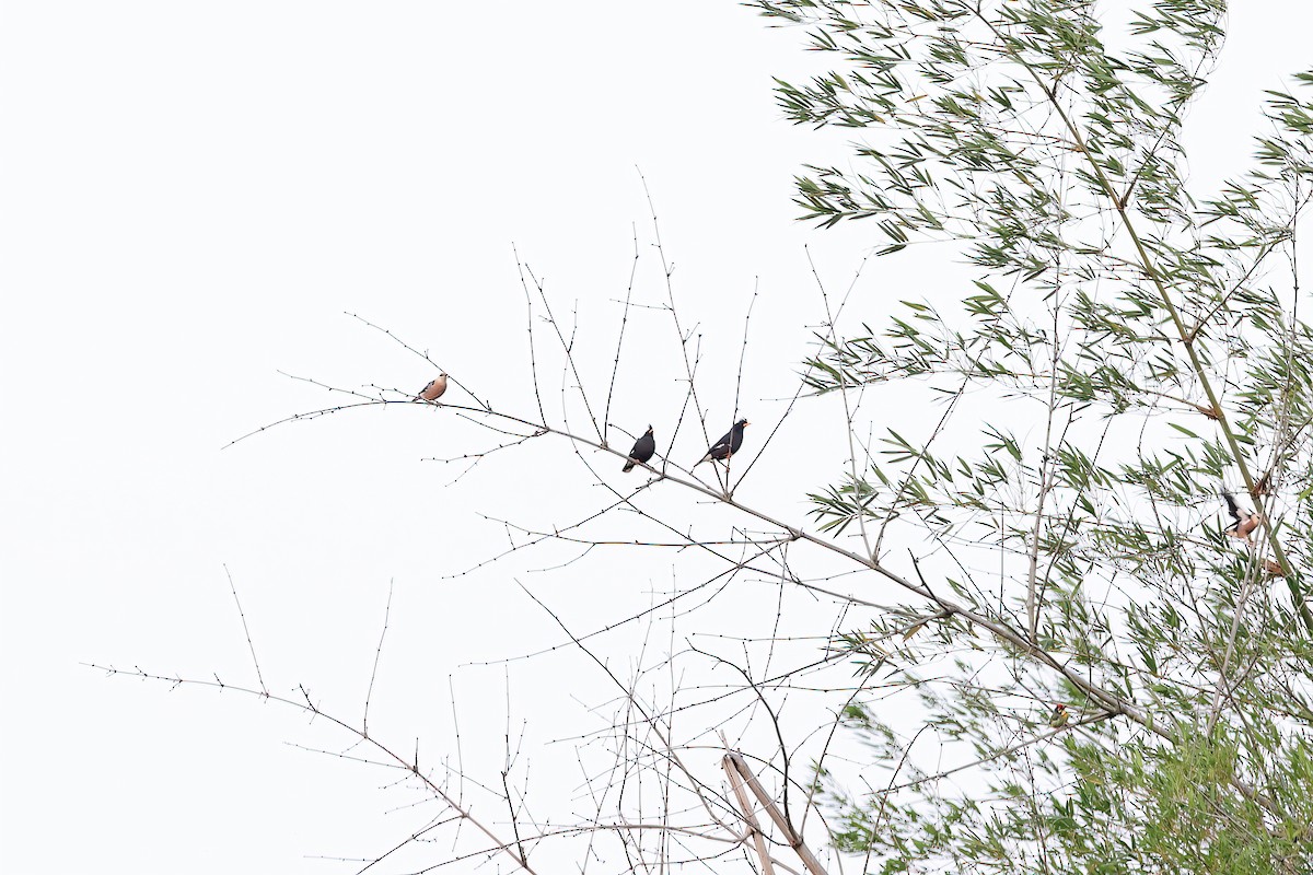 Great Myna - ML642379741