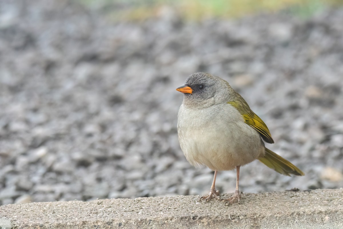 Great Pampa-Finch - ML642379743