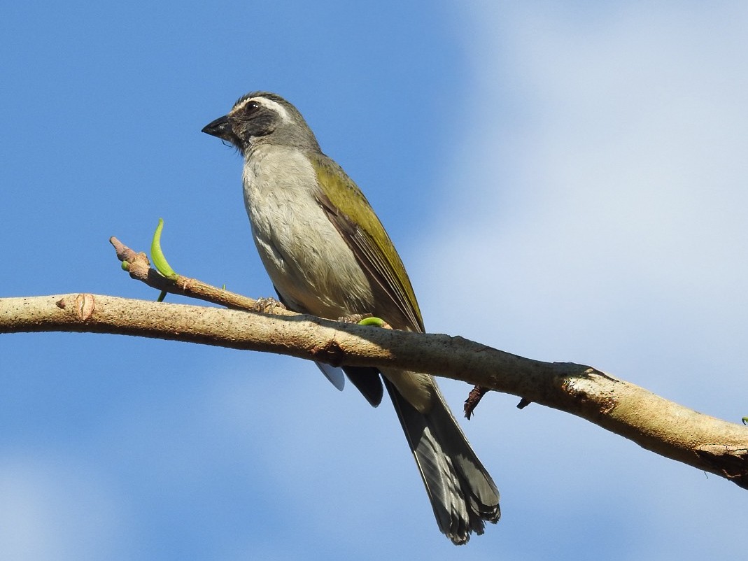 Green-winged Saltator - ML642379744