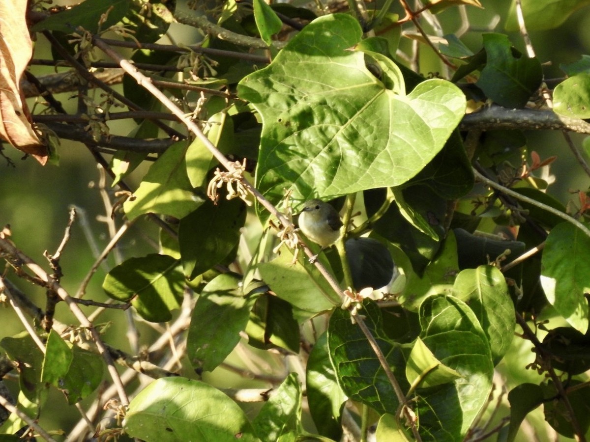 Plain Flowerpecker - ML642379745