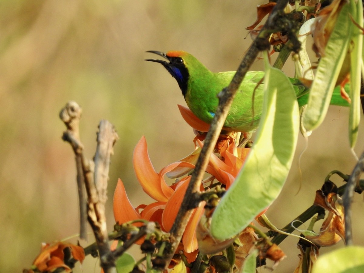 Golden-fronted Leafbird - ML642379746