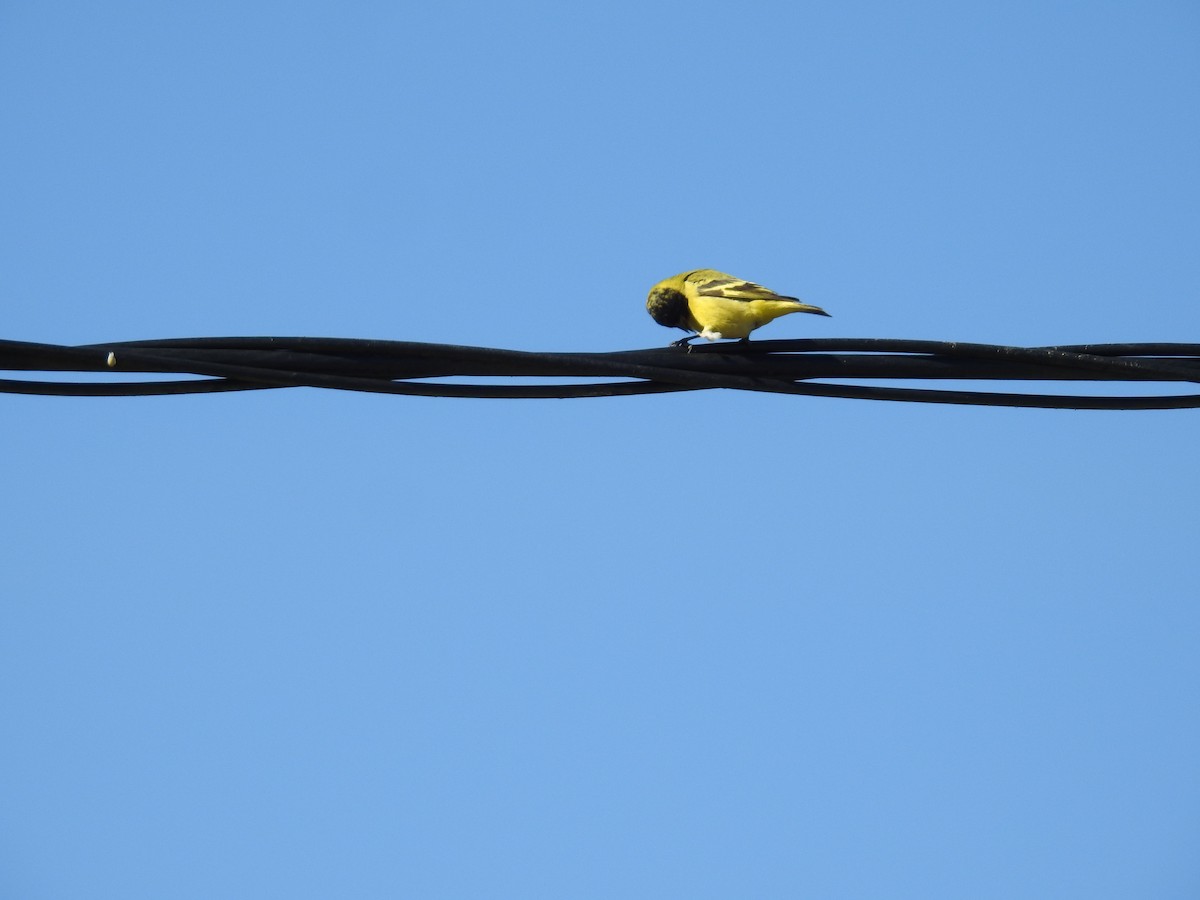 Hooded Siskin - ML642379748