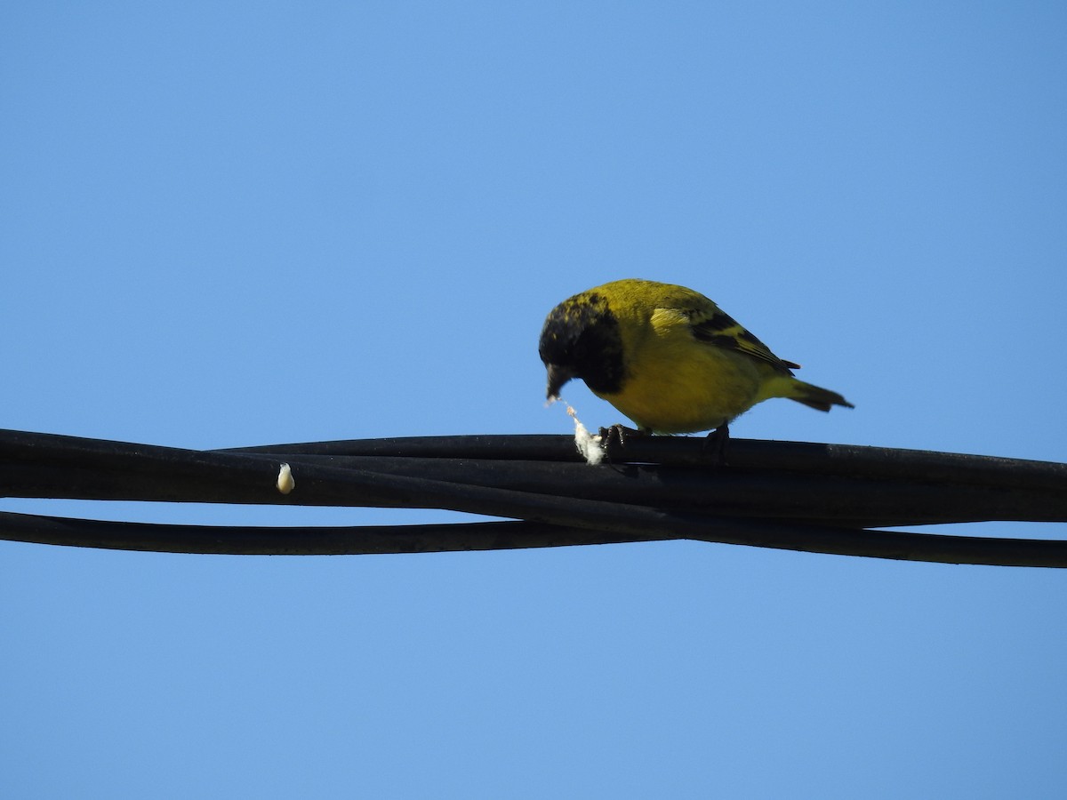 Hooded Siskin - ML642379749