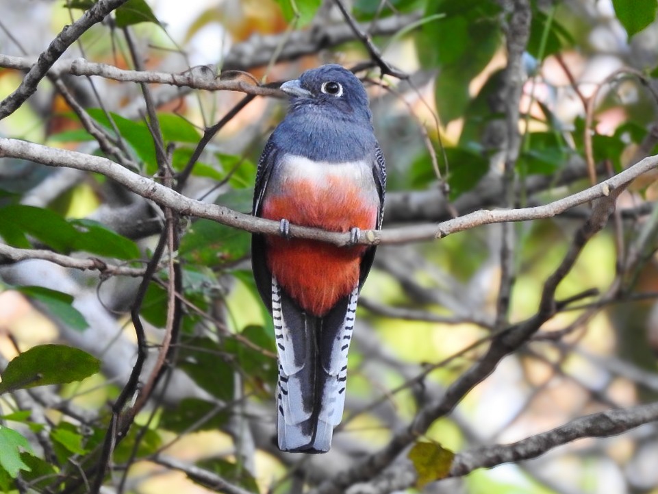 Blue-crowned Trogon - ML642379750