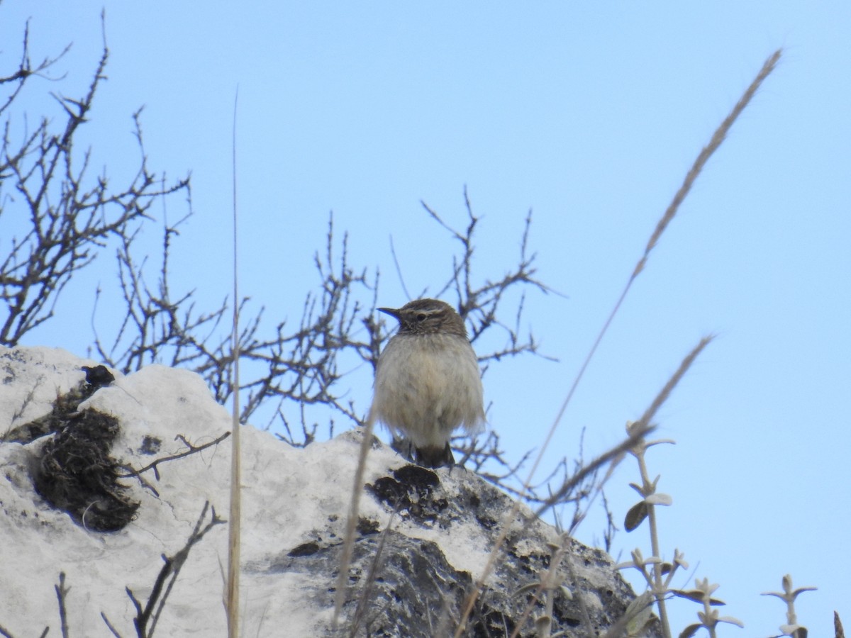 Streak-throated Canastero - ML642379751
