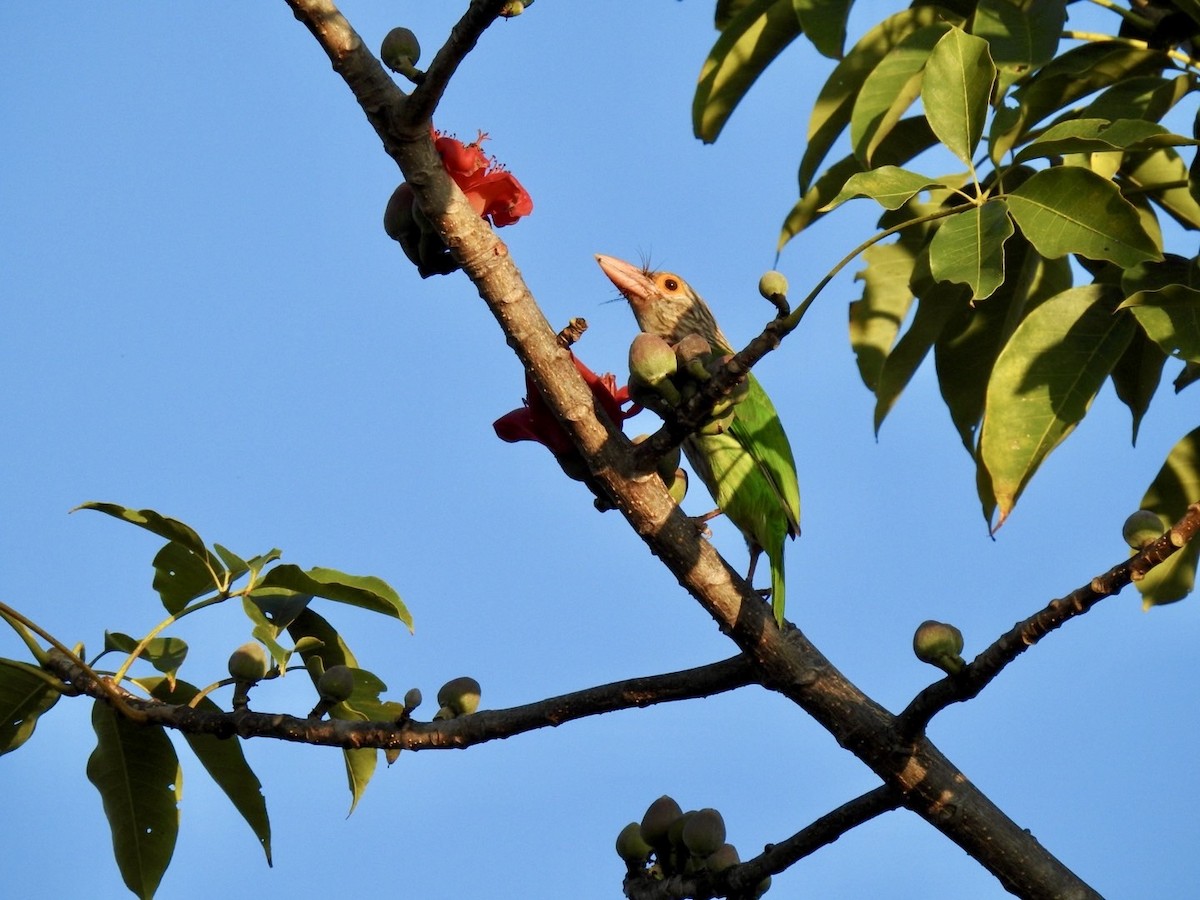 Lineated Barbet - ML642379758