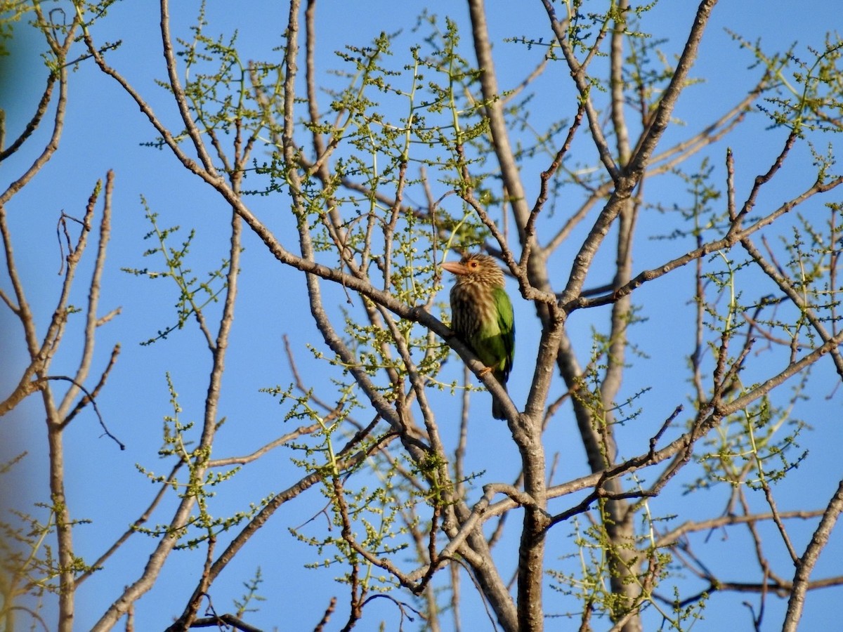 Lineated Barbet - ML642379759