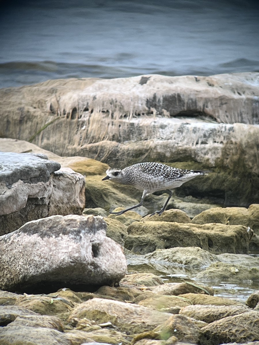 American Golden-Plover - ML642379762