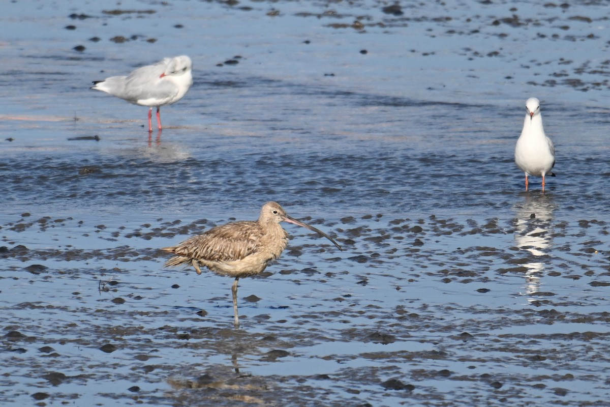 Far Eastern Curlew - ML642379763