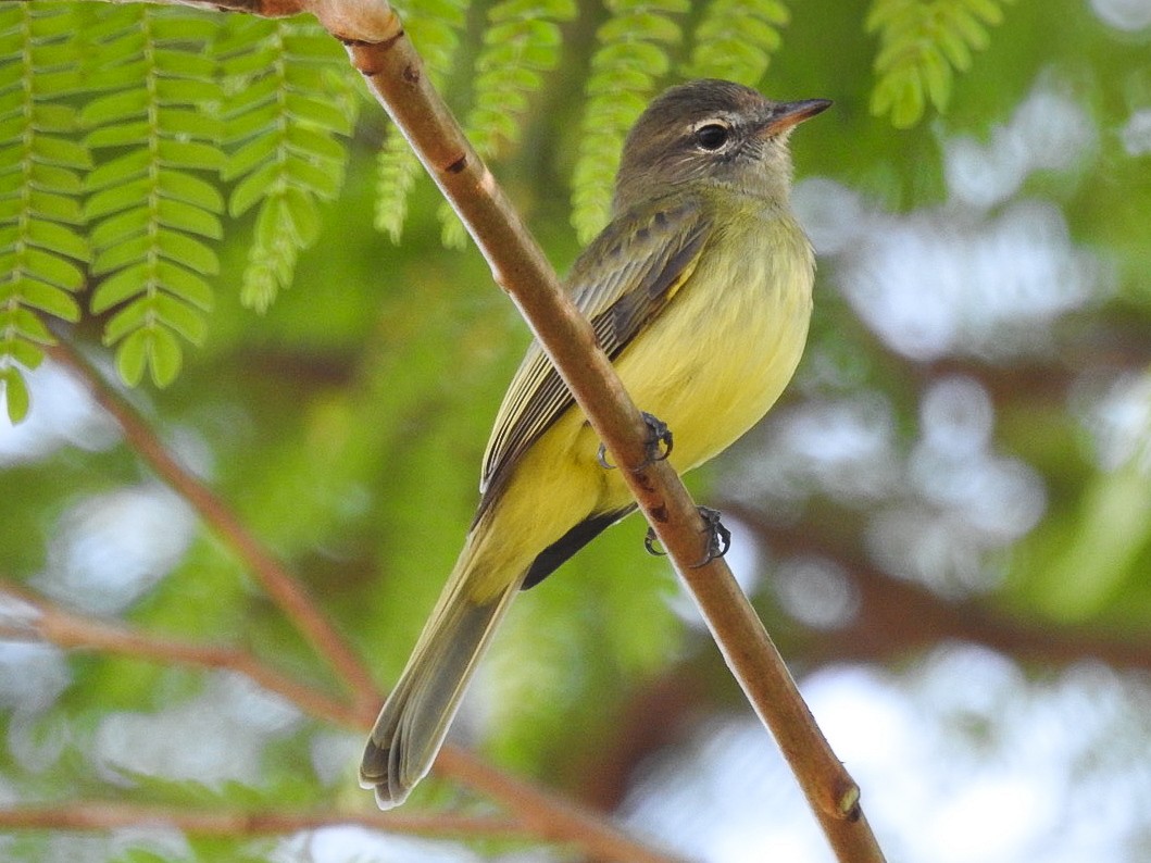 Greenish Elaenia - ML642379769