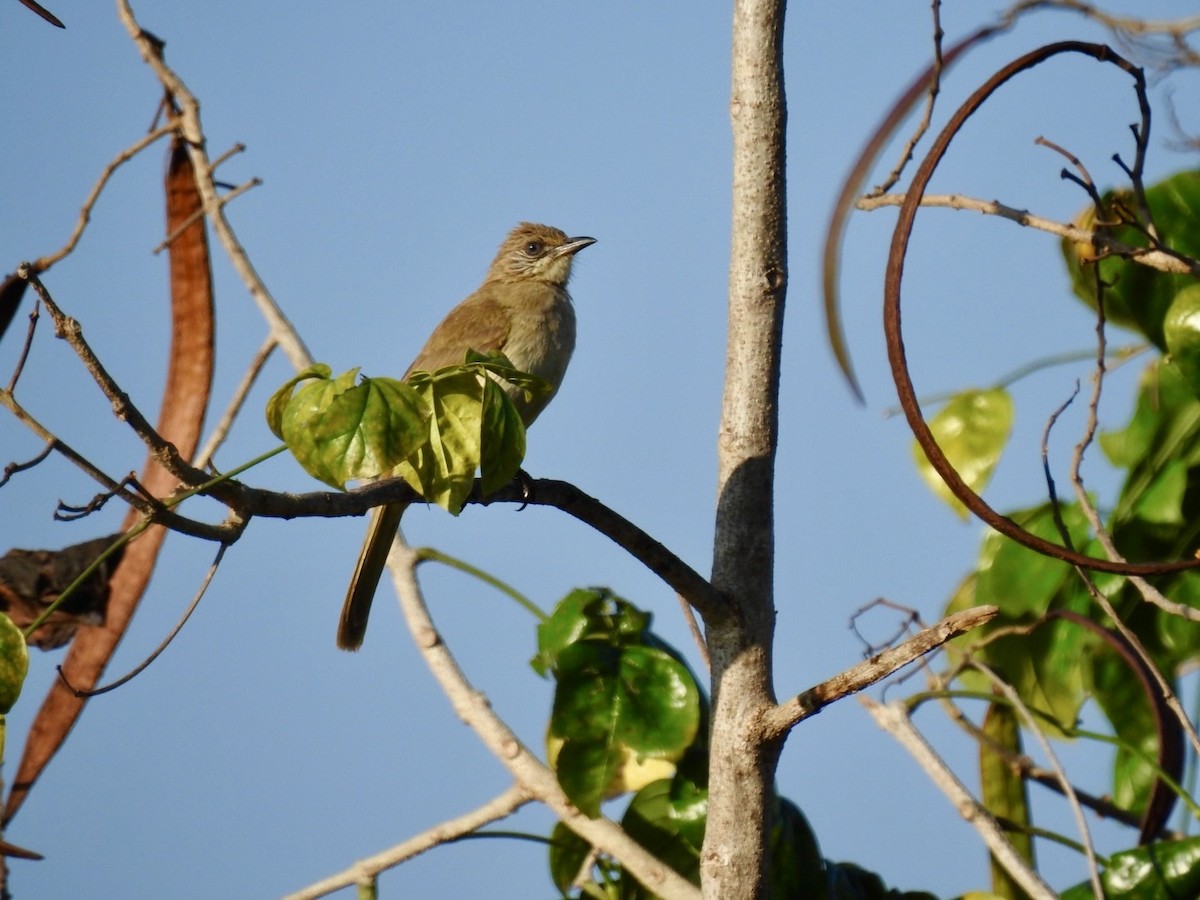Bulbul de Conrad - ML642379773