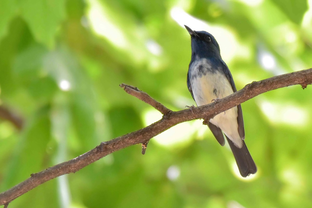 Hainan Blue Flycatcher - ML642379798