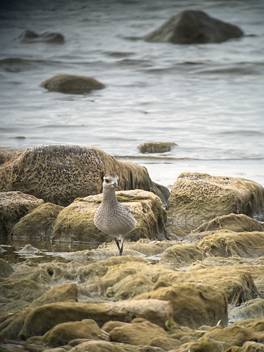 American Golden-Plover - ML642379820