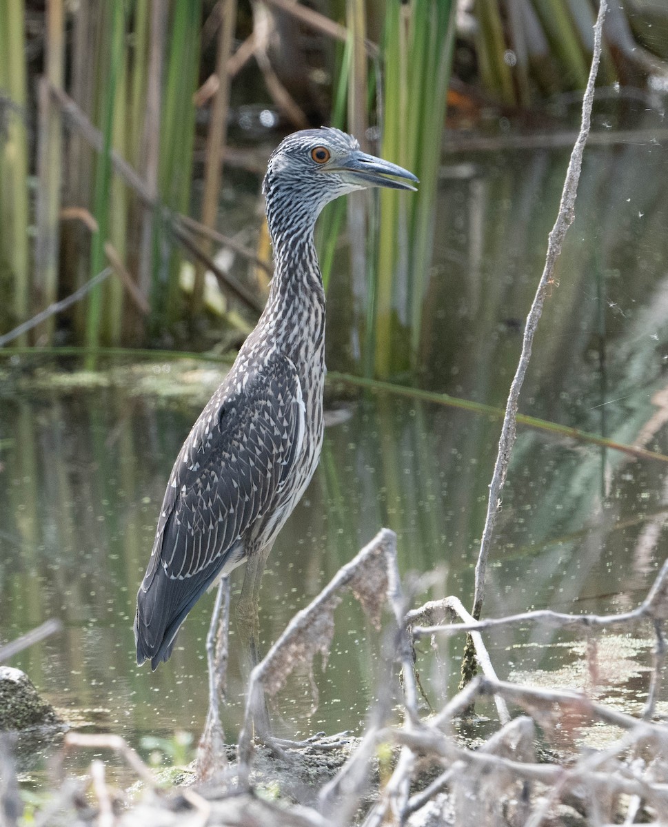Yellow-crowned Night Heron - ML642379827