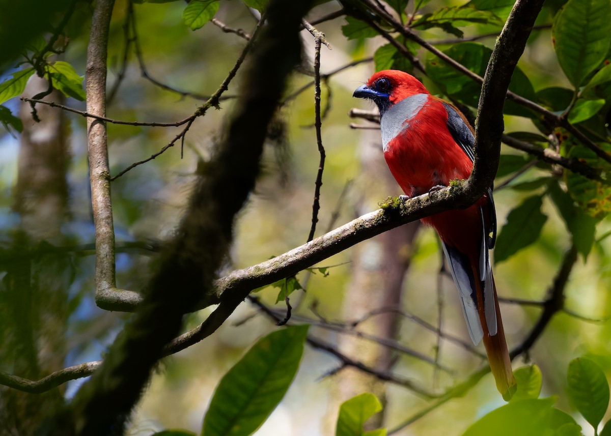 Trogón de Borneo - ML642379840