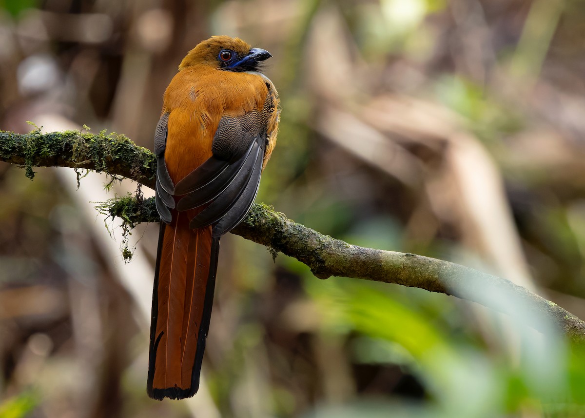 Trogón de Borneo - ML642379841