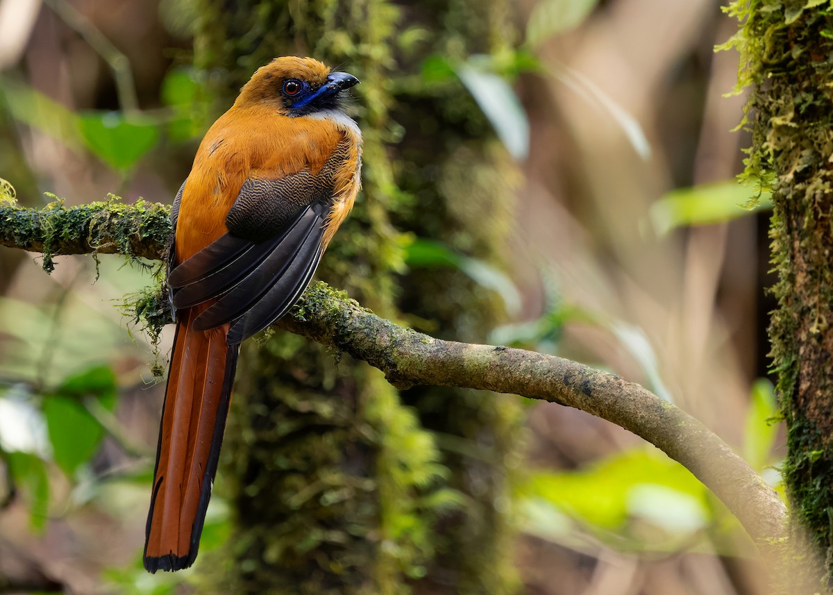 Trogón de Borneo - ML642379842