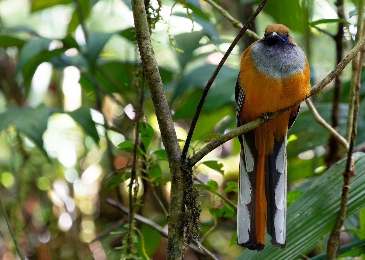 Trogón de Borneo - ML642379843