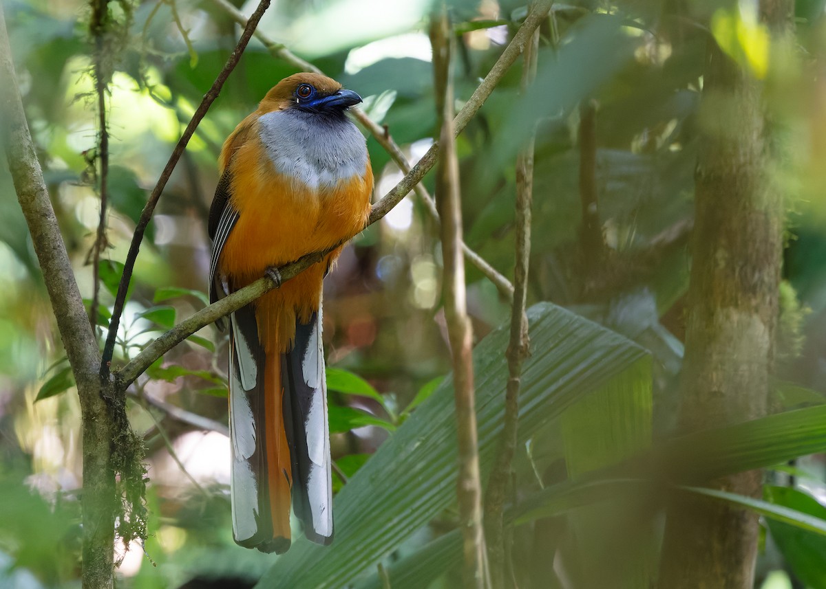 Trogón de Borneo - ML642379846