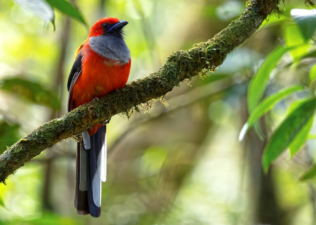 Trogón de Borneo - ML642379848