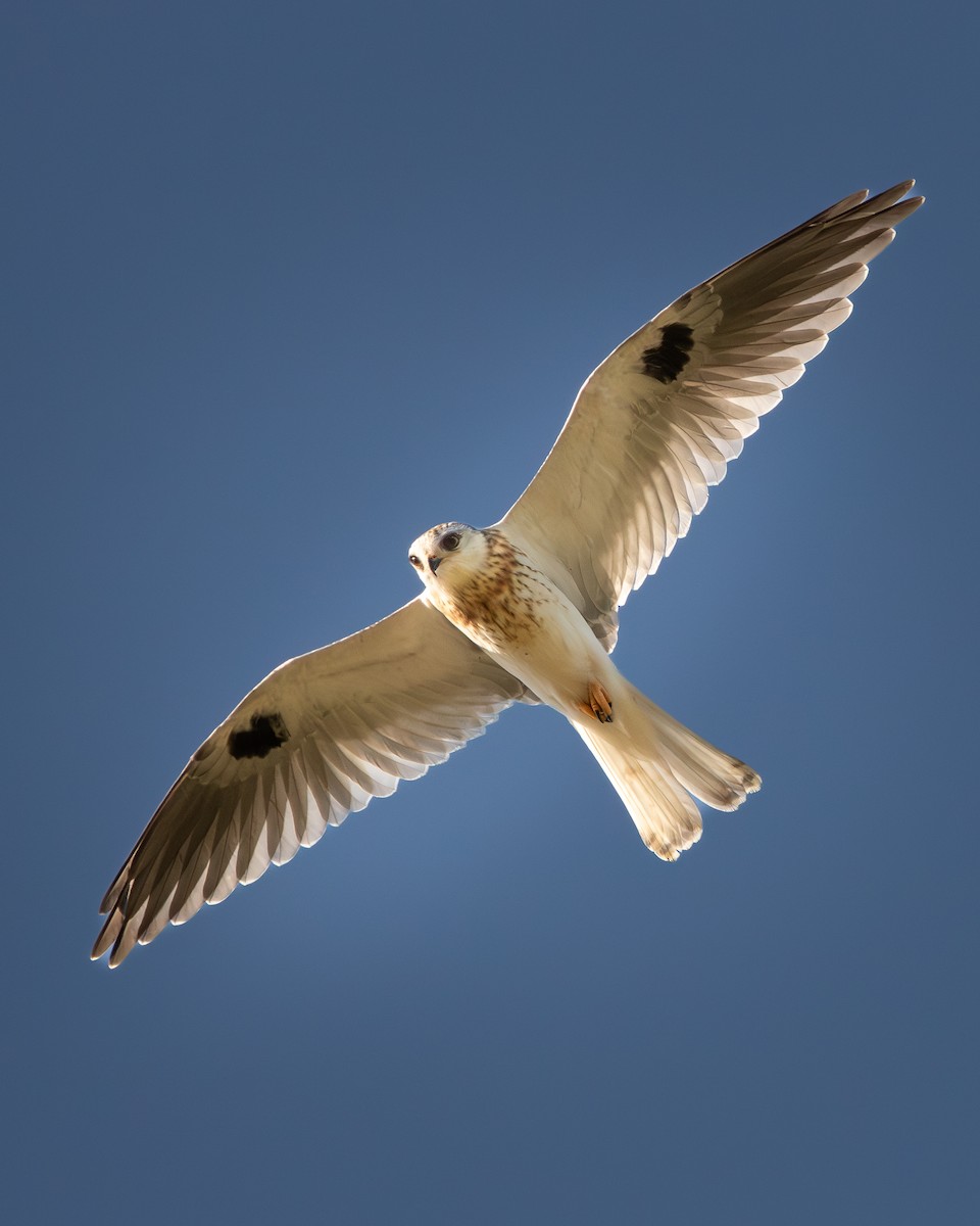 White-tailed Kite - ML642379868