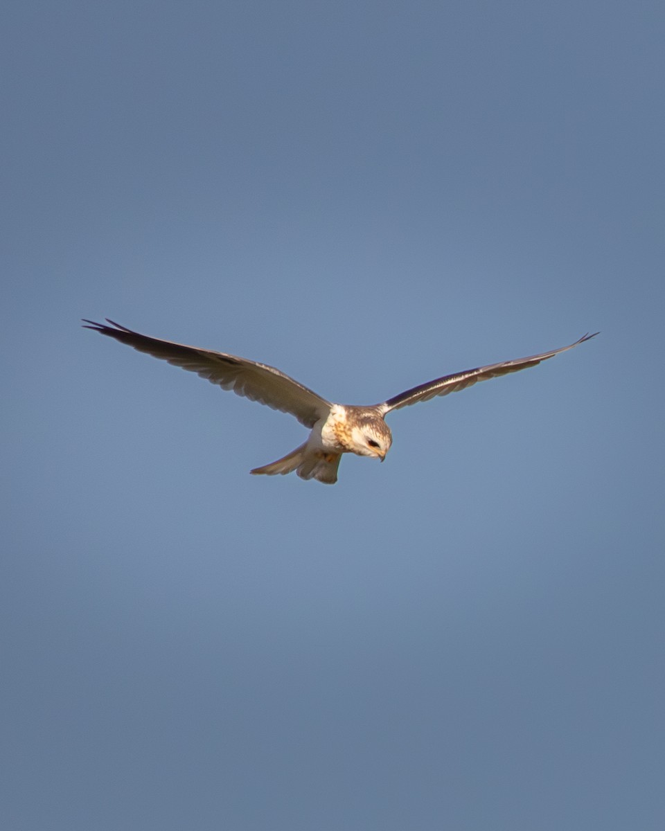 White-tailed Kite - ML642379870