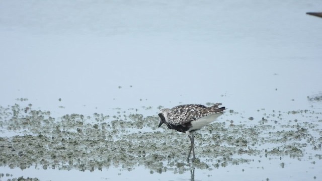 Black-bellied Plover - ML642379873