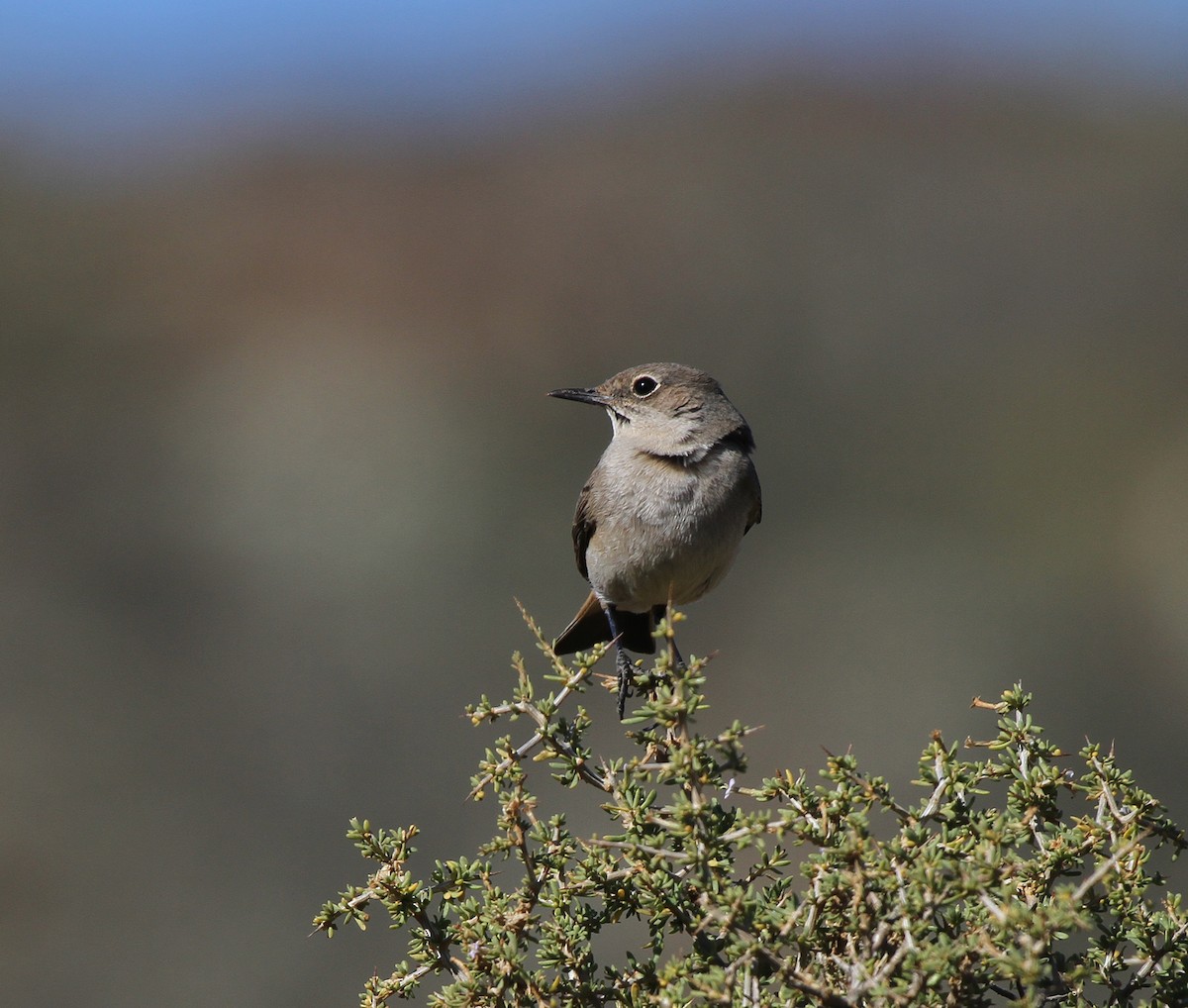 Sickle-winged Chat - ML642379910
