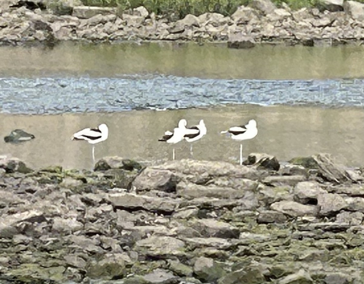 American Avocet - ML642379914