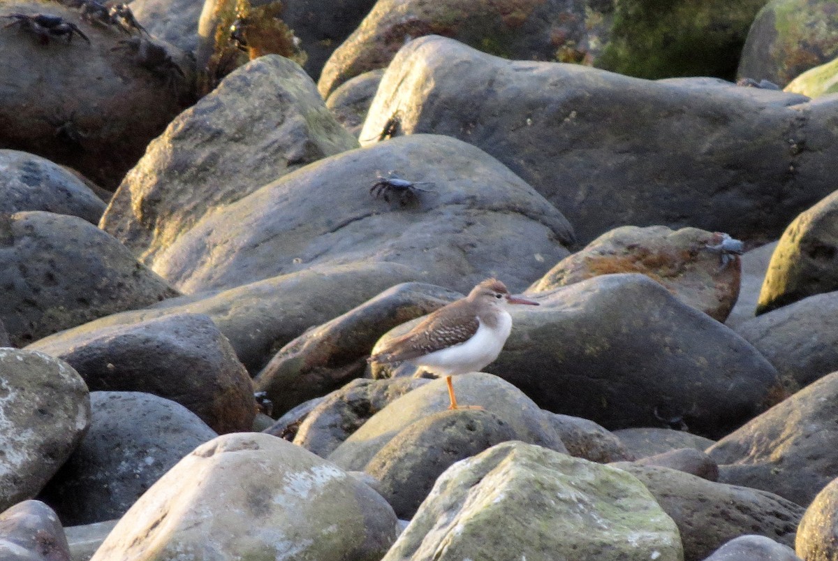 Spotted Sandpiper - ML642379930