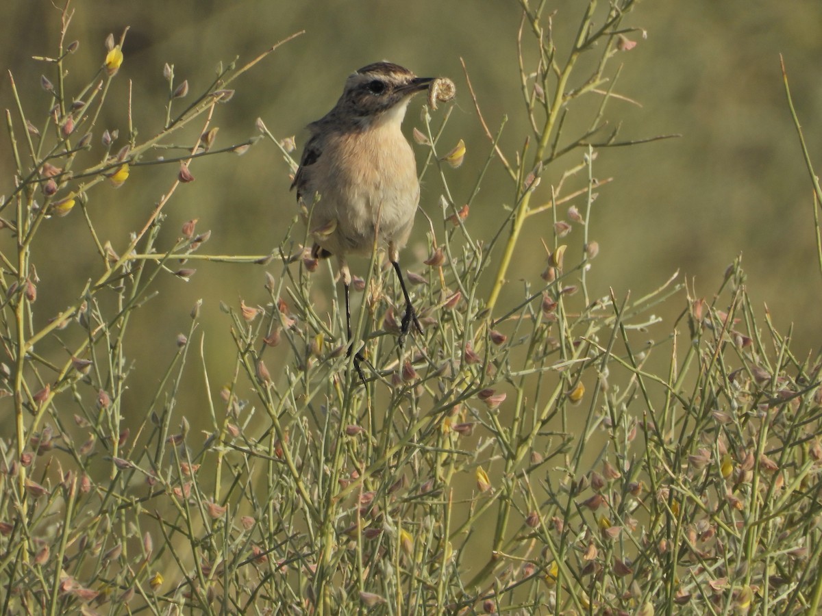 White-browed Bushchat - ML642379932