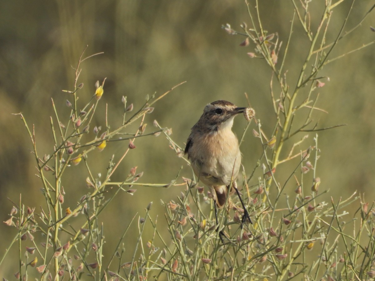 White-browed Bushchat - ML642379933