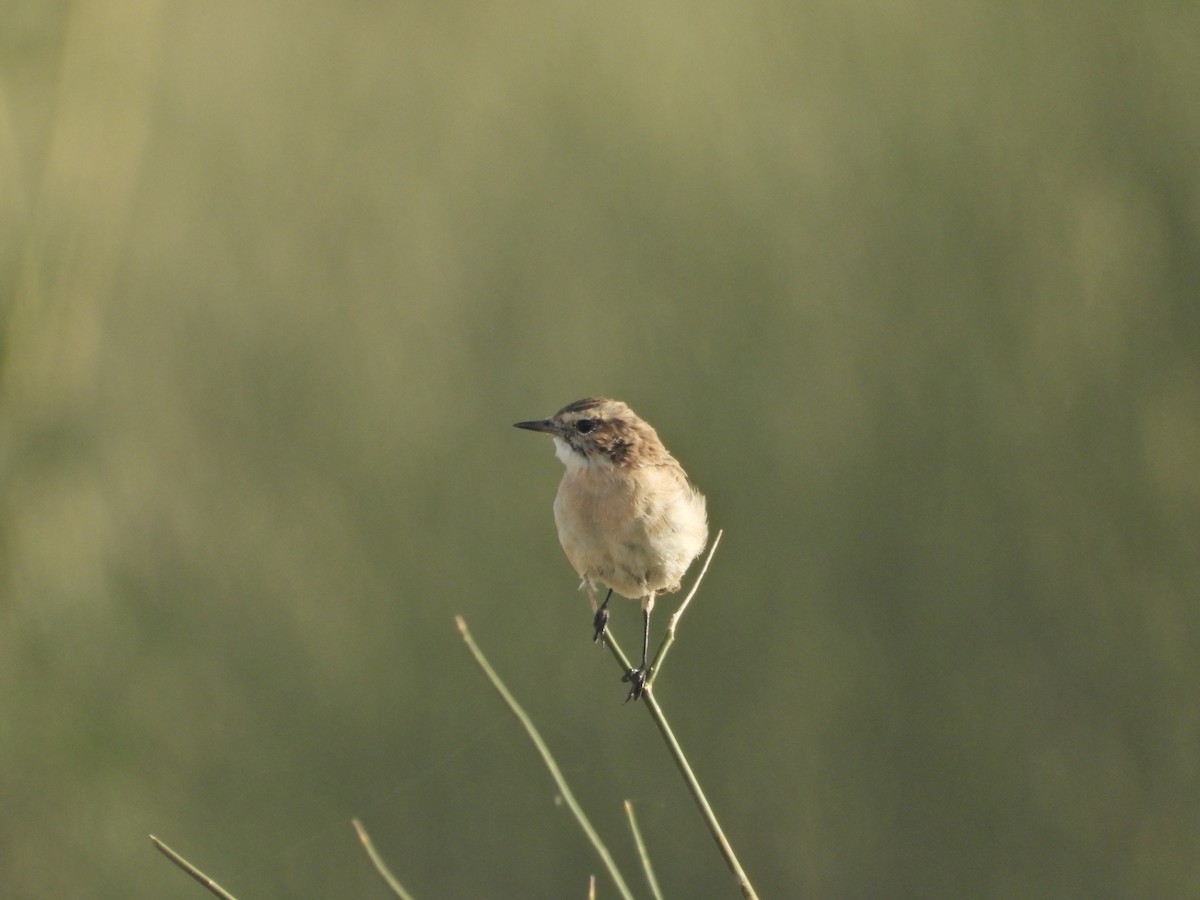 White-browed Bushchat - ML642379934