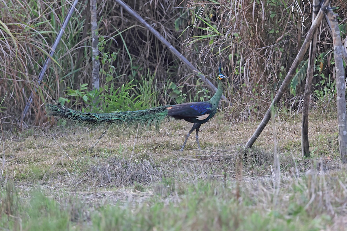 Green Peafowl - ML642379941