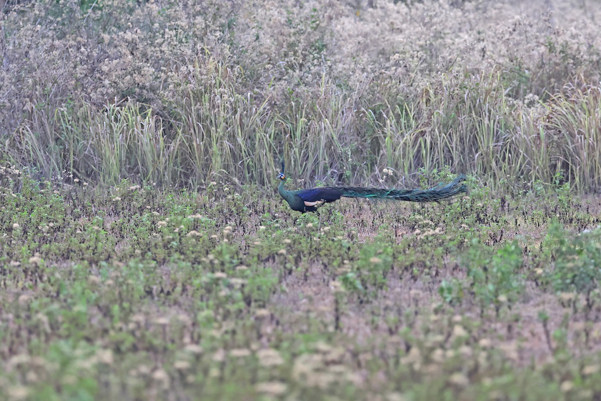 Green Peafowl - ML642379942