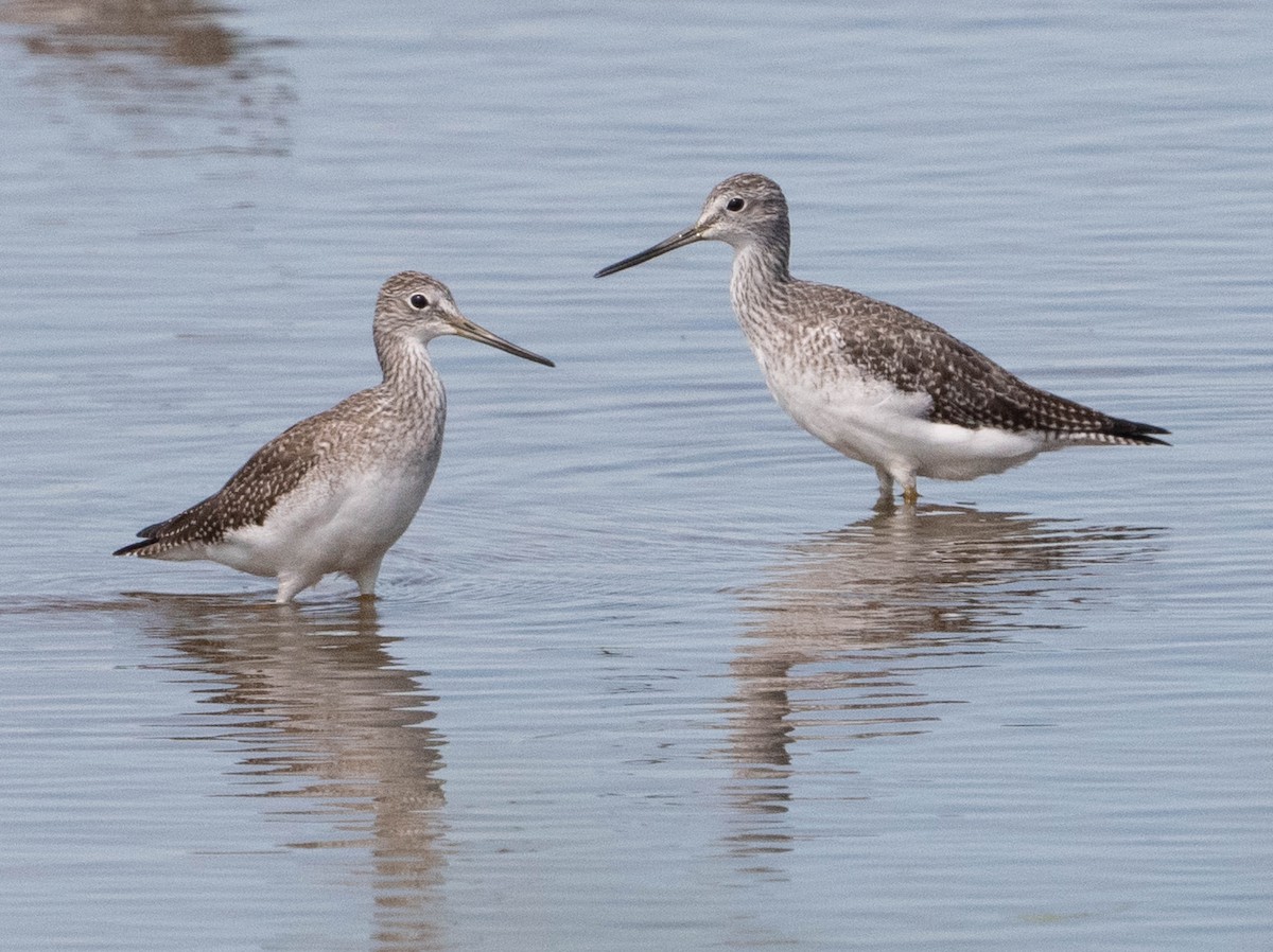 Greater Yellowlegs - ML642379949