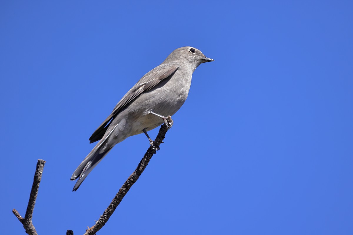 Townsend's Solitaire - ML642379971