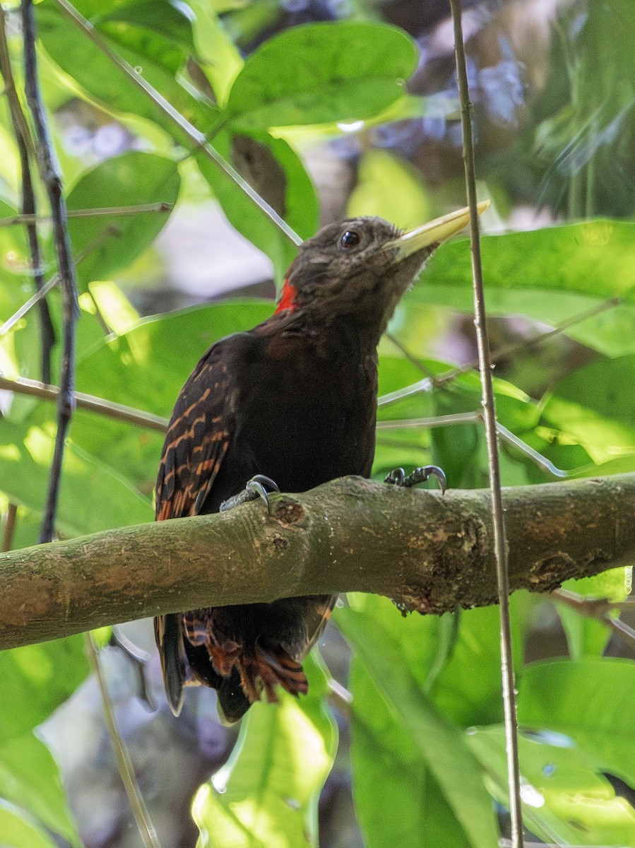 Bay Woodpecker - ML642379976