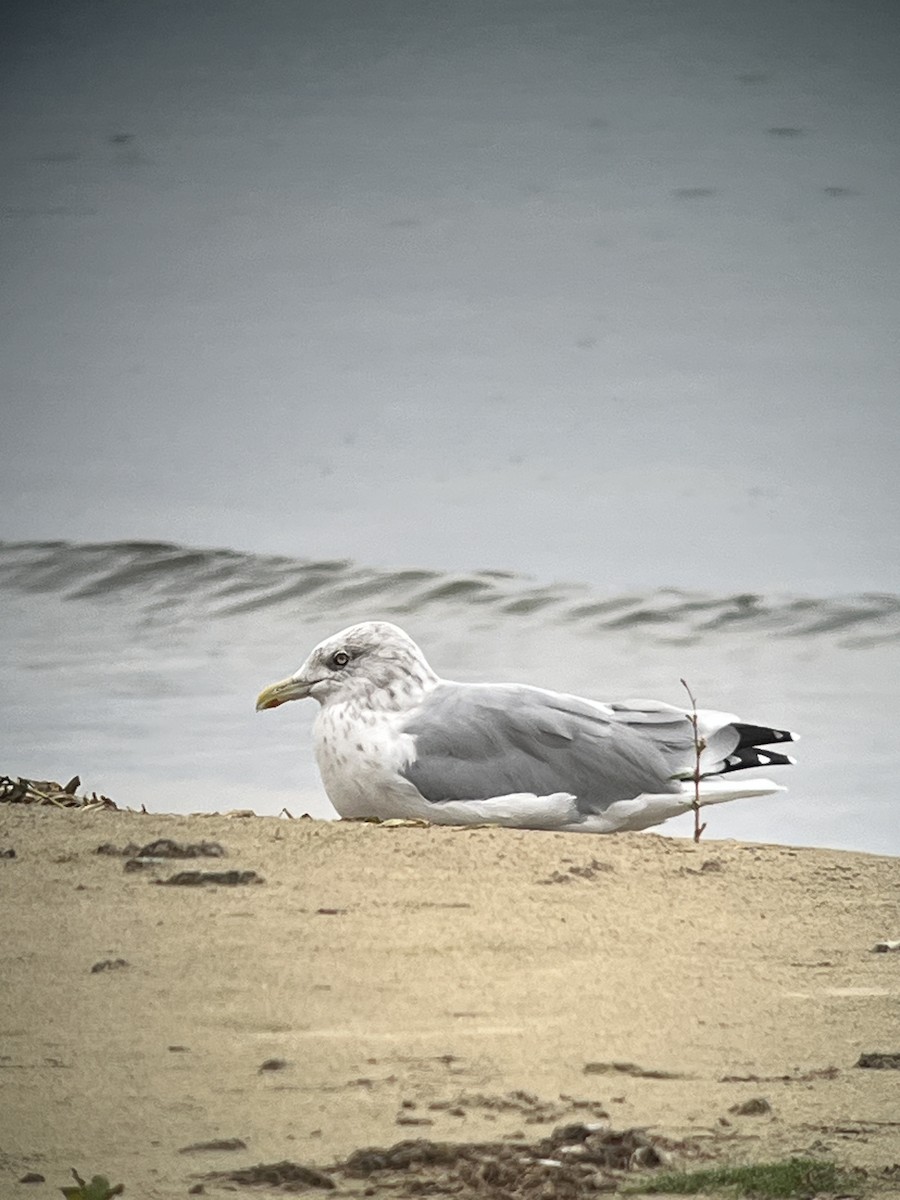 American Herring Gull - ML642379979