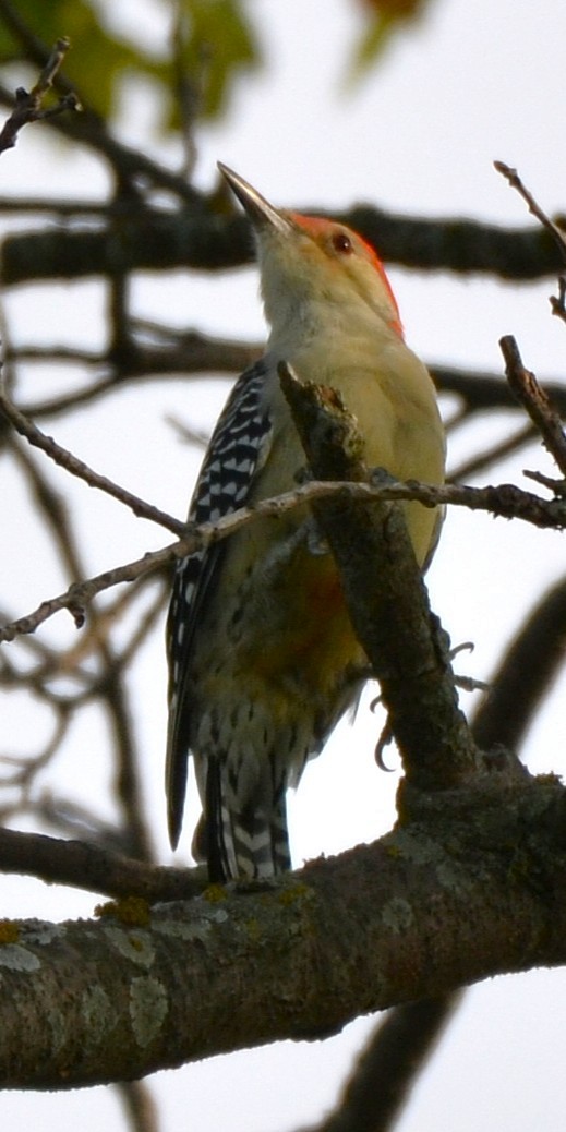 Red-bellied Woodpecker - ML642379994