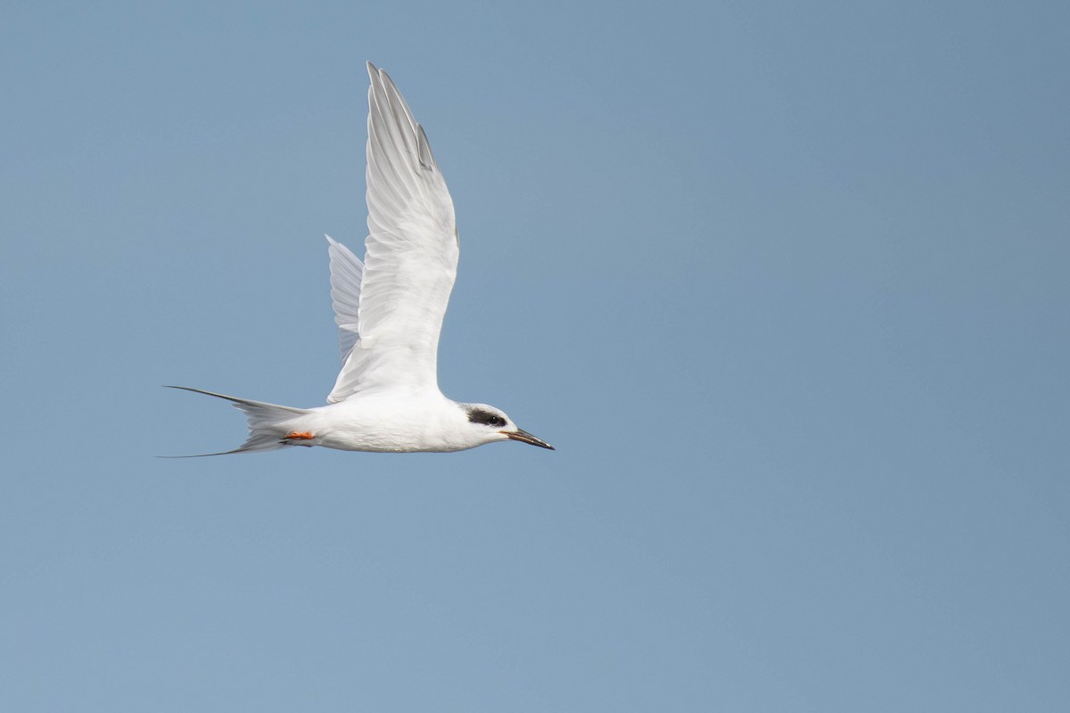 Forster's Tern - ML642379995