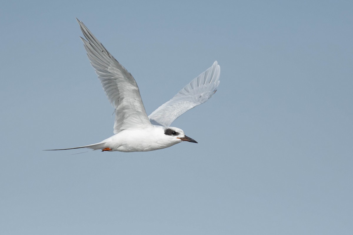 Forster's Tern - ML642379999