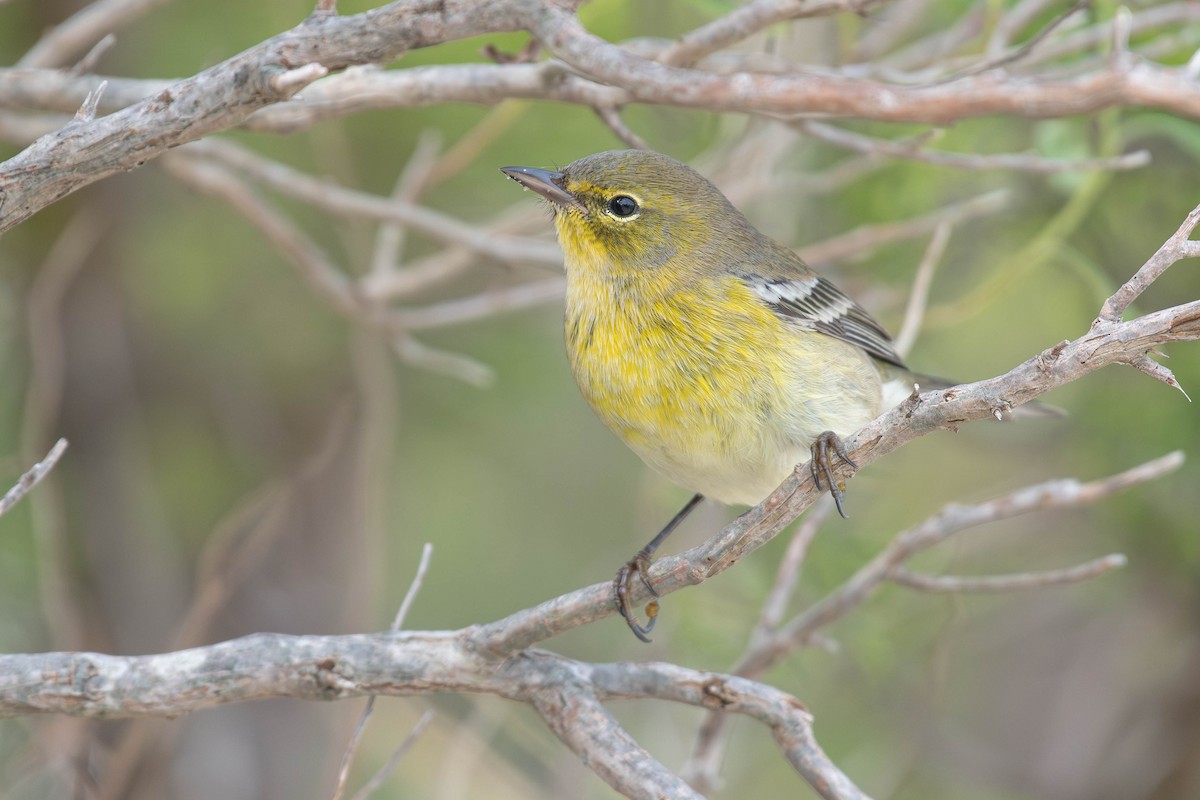 Pine Warbler - ML642380002