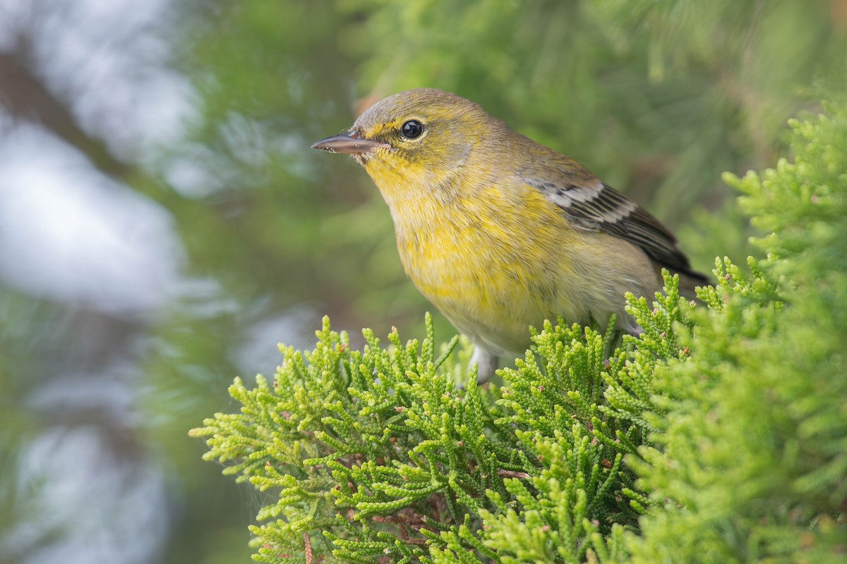 Pine Warbler - ML642380004